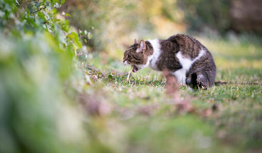 Cat top puking food